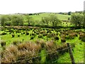 Rushy ground, Ballykeery