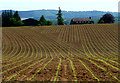 Farmland at Tipsall