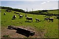West Somerset : Sheep Grazing