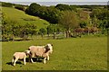 West Somerset : Grassy Field & Sheep