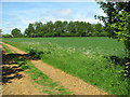 TM4193 : Wheat crop beside Raveningham Road by Evelyn Simak