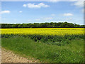 Oilseed rape crop by Gillingham Wood