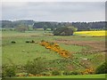 South Charlton Bog