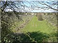 Orchard to northwest of Queen Street