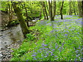 SJ0449 : Bluebells beside the River Clwyd by Maggie Cox