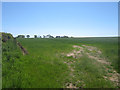 Arable field near East Ancroft