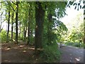 Footpath in Abbeyford Woods