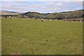 View to Crychan Forest