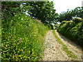 Bridleway, North Bowood