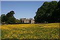 Buttercups at Poundisford Park