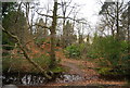 Boggy hollow by the Basingstoke Canal