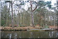 Woodland by the Basingstoke Canal