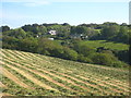 Field of recently cut silage at Roseladden