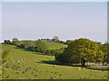 Grazing in the Nant Bargod valley