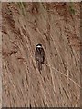 Reed bunting at Rainton Meadows Nature Reserve