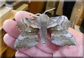 Poplar Hawk Moth (Laothoe populi)