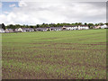 Field south of Mayfield Road Scone