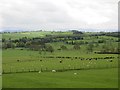 NU0112 : Grassland, Great Ryle by Richard Webb