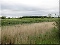 TA0748 : Reed bed and river embankment by Pauline E