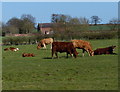 Cows in a field near Tie Barn