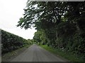 Tree lined road from Rothwell to Cuxwold