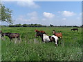 Grazing horses near Hockwold Lodge