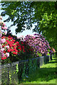 SK5437 : Rhododendrons on University Boulevard by David Lally