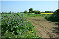 Comfrey in the Corner