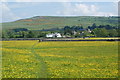 NY5117 : Path through the buttercups by Bill Boaden