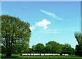 Pasture near Sidlesham Common