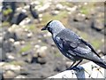 Jackdaw, Portballintrae