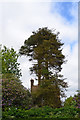 Monkey Puzzle Tree, Glassenbury Road