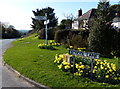 Daffodils on School Lane