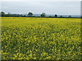 Oilseed rape crop, Stonybridge Farm