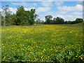 Meadow beside the River Trothy in June