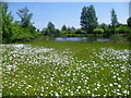 Wildflower meadow at the London Wetland Centre