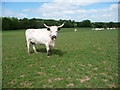 White Park cattle in the Trothy Valley, Monmouthshire