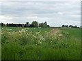 TL5486 : Farmland off Black Bank Road, Littleport by Richard Humphrey