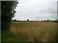 View of tower blocks in Fulham from the London Wetland Centre