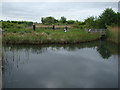 View of a lake in the London Wetland Centre #2