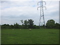 Sheep grazing under pylons at Lower Lark