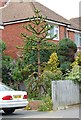 Monkey Puzzle Tree, Chantry Avenue, Bexhill