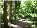 Treelined path in Mill Wood near Dingestow, Monmouthshire