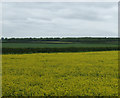 TF0883 : Oilseed rape crop east of Friesthorpe by JThomas