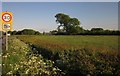 Meadow, Watchfield