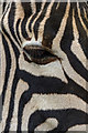 TL3306 : Zebra at Paradise Wildlife Park, Hertfordshire by Christine Matthews