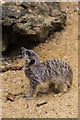 Meerkat at Paradise Wildlife Park, Hertfordshire