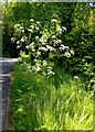 Roadside verge in early June, near Tugley Farm