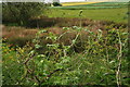 Self supporting White Bryony by the A15 at Dunsby