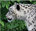 Snow Leopard at Paradise Wildlife Park, Hertfordshire